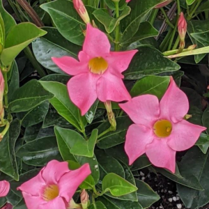 Dipladenia 'Rio Pink'