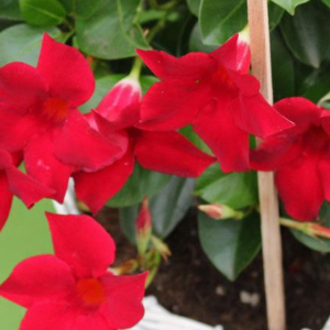 Mandevilla Sun Parasol Original 'Dark Red'