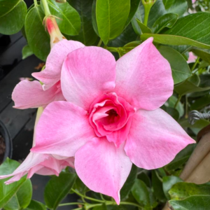 Mandevilla Sun Parasol Original Pink