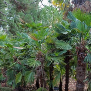 Trachycarpus Fortunei Windmill Palm