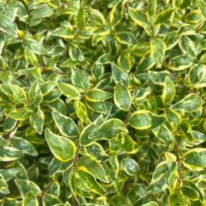 Abelia X Grandiflora (Glossy Abelia) Suntastic 'Radiance'