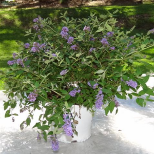 Buddleia (Butterfly Bush) Lo and Behold 'Blue Chip'