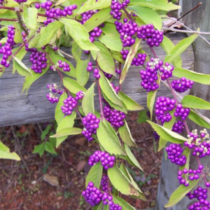 Callicarpa Americana Beautyberry