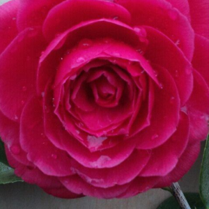 Camellia Japonica 'Black Tie'