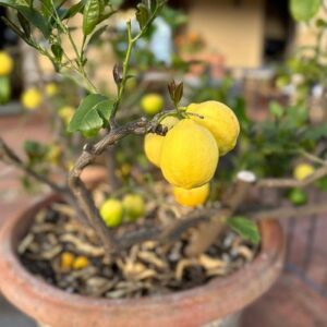 Citrus Limon 'Meyer Improved' Lemon