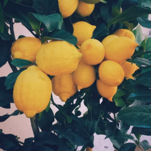 Citrus Limon Meyer Improved Lemon
