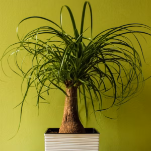 Beaucarnea Recurvata 'Palm' Ponytail