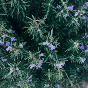 Rosmarinus Officinalis Tuscan Blue Rosemary