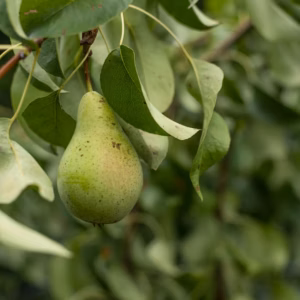 Pyrus 'Communis Bartlett' Pear