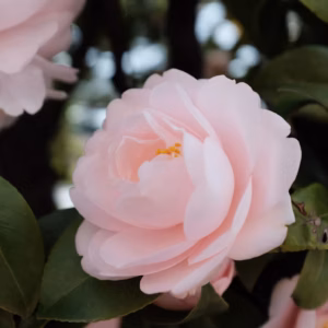 Camellia 'High Fragrance'