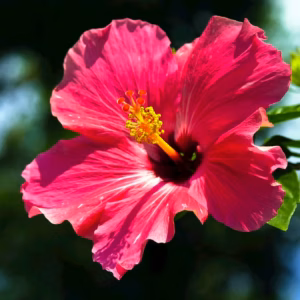 Hibiscus 'Inner Glow' Rose Mallow