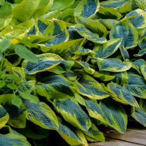 Hosta 'June' Hosta, Plantain Lily