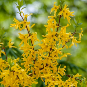 Forsythia X Intermedia 'Lynwood'