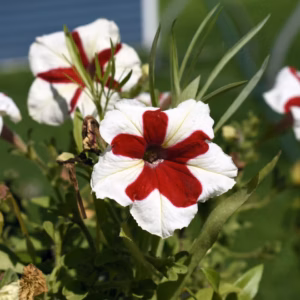 Petunia Supertunia 'Saffron Finch'