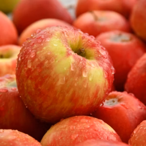 Malus Domestica 'Fuji' Apple