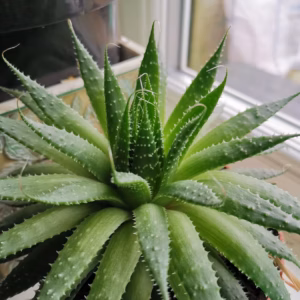 Solor Flare Humilis Aloe