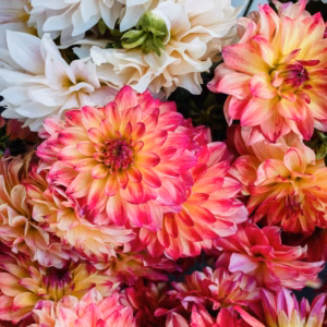 Dahlia 'MIX'