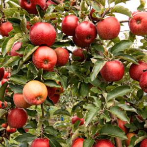 Malus Amertrizam American Triumph Crabapple