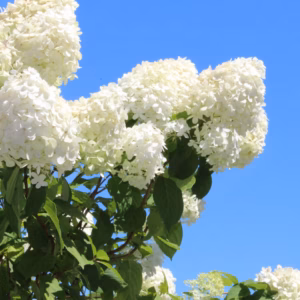 Hydrangea Paniculata (Panicle Hydrangea) 'Limelight'