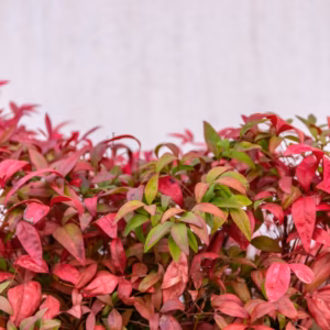 Nandina Domestica 'Firepower' Heavenly Bamboo
