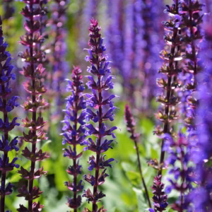 Salvia Farinacea (Mealycup Sage) Sallyfun 'Blue'