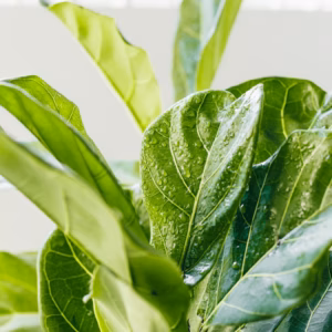 Ficus Lyrata 'Bambino' Fiddle Leaf Fig
