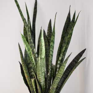 Sansevieria Laurentii Snake Plant