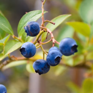 Vaccinium Corymbosum 'Duke' Blueberry