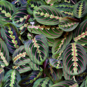 Maranta Leuconeura 'Kerchoviana' Red 'Prayer Plant'