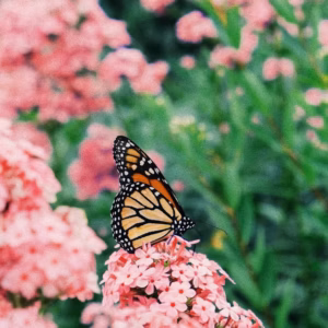 Buddleia 'SMNBDPT' Pugster Pink Butterfly Bush