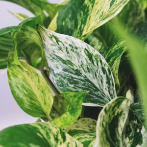 Epipremnum Aureum 'Marble Queen' Pothos