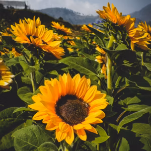 Helianthus (Sunflower) Suncredible® 'Yellow'