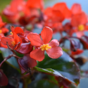 Begonia Dragon Wing Red Bronze Leaf