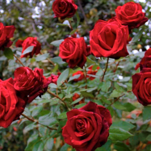 Rosa (Shrub Rose) Knock Out Double