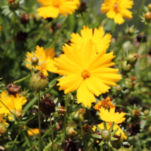 Coreopsis Grandiflora 'Jethro Tull' Tickseed