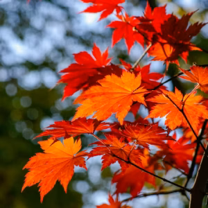 Acer Rubrum Scarlet Red Maple