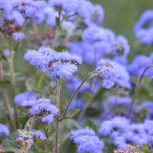 Ageratum Houstonianum 'Blue Horizon' Floss Flower