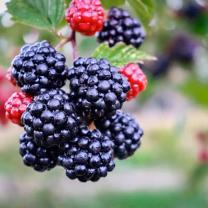 Rubus 'Arapaho' Blackberry