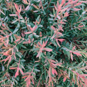 Podocarpus Macrophyllus Mood Ring Chinese Shrub Yew