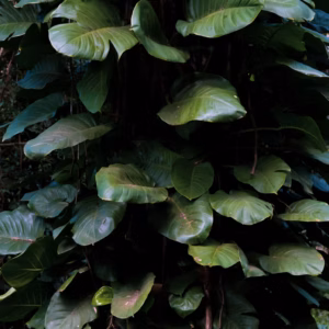 Ficus Florida Spire Benjamina Ficus