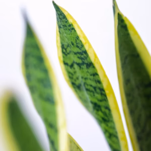 Sansevieria Trifasciata 'Black Gold' Snake Plant
