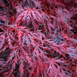Acer Palmatum Var. Dissectum 'Crimson Queen' Japanese Maple