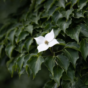 Cornus Kousa 'Greensleeves' Dogwood