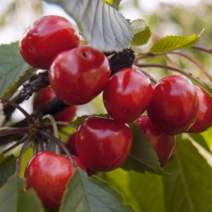 Prunus Avium Sweetheart cherry