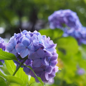 Hydrangea Macrophylla 'Penny Mac' Bigleaf Hydrangea