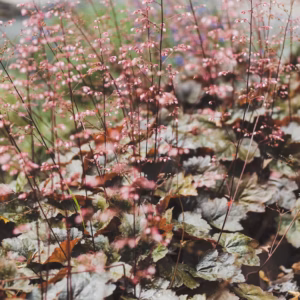 Heuchera Americana 'Palace Purple' Coral Bells