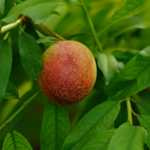 Prunus Persica var. nucipersica 'Sunhome' Nectarine