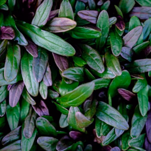 Ajuga Reptans 'Chocolate Chip' Bugleweed