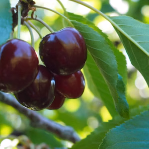 Prunus Avium 'Cherry' Black Tartarian