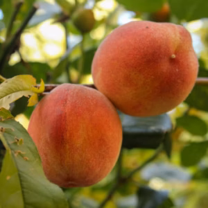 Prunus Persica 'Peach' Elberta